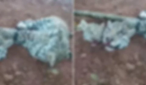 Polícia prende suspeito de caçar e decapitar onças; vídeo