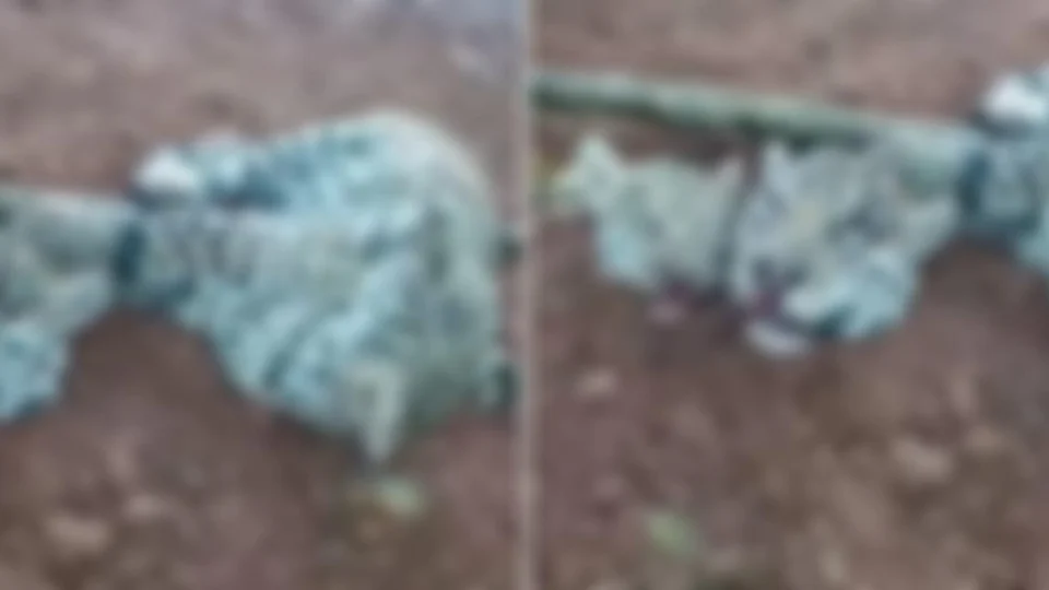 Polícia prende suspeito de caçar e decapitar onças; vídeo