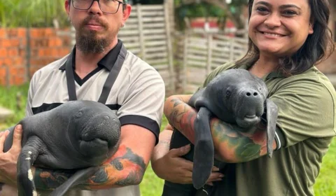 Filhotes de peixe-boi são resgatados no interior do Amazonas