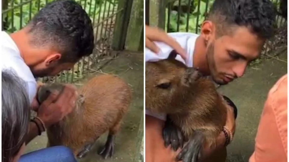 Capivara Filó é liberada pelo IBAMA após decisão judicial