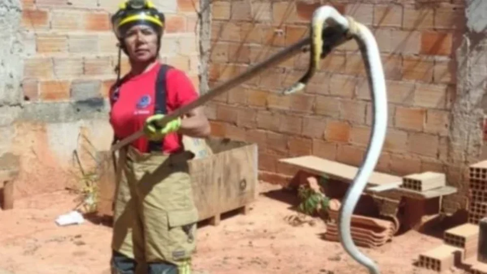 Cobra venenosa de 1,50m é capturada em quintal 