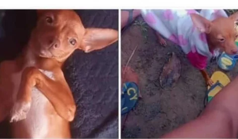 Família solicita ajuda para encontrar cachorrinha desaparecida no bairro Nova Cidade