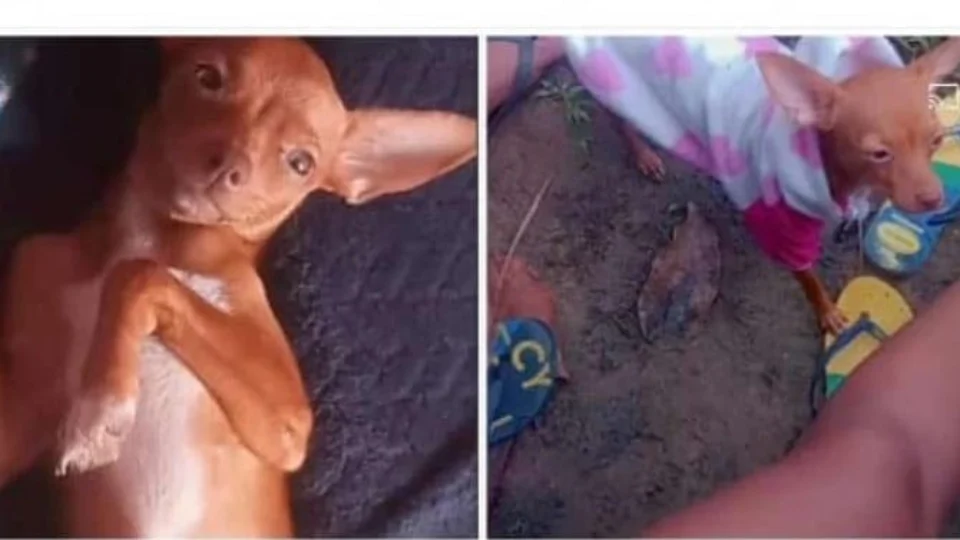 Família solicita ajuda para encontrar cachorrinha desaparecida no bairro Nova Cidade