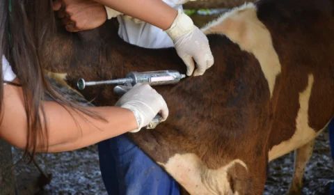 Febre aftosa: começa 1ª etapa da campanha de vacinação em parte do AM