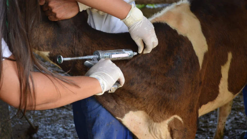 Febre aftosa: começa 1ª etapa da campanha de vacinação em parte do AM
