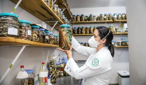 Estudo analisa perfil clínico inflamatório de pacientes envenenados por picada de cobra