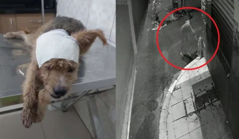 VÍDEO: Mulher esfaqueia cachorro em Manaus e polícia investiga o caso