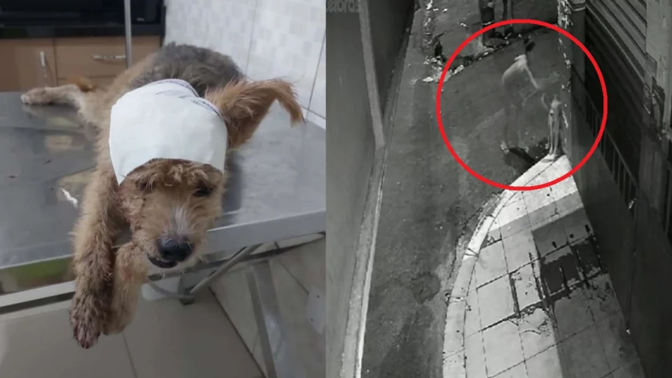 VÍDEO: Mulher esfaqueia cachorro em Manaus e polícia investiga o caso