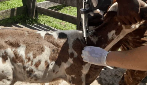 Prazo para vacinação contra brucelose é prorrogado no AM