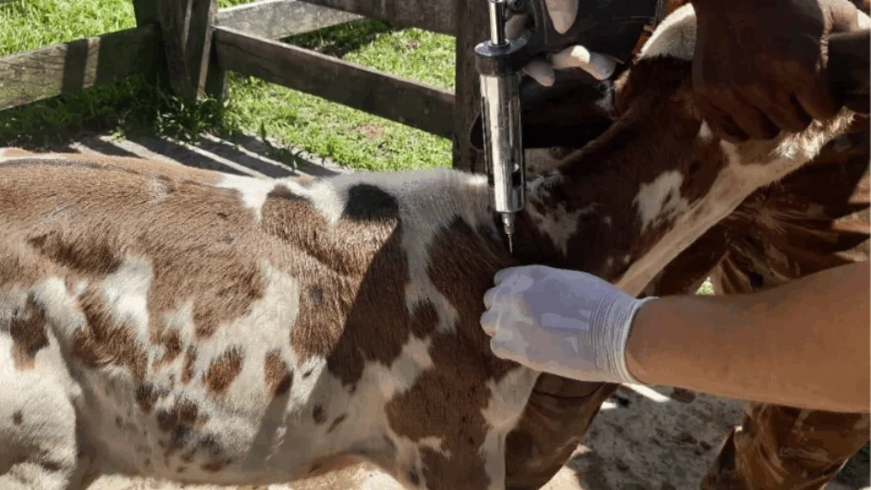 Prazo para vacinação contra brucelose é prorrogado no AM