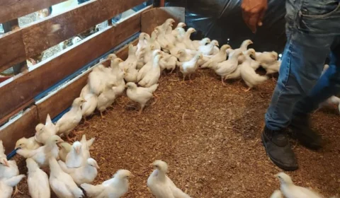 Vacinação de aves é realizada no interior do Amazonas