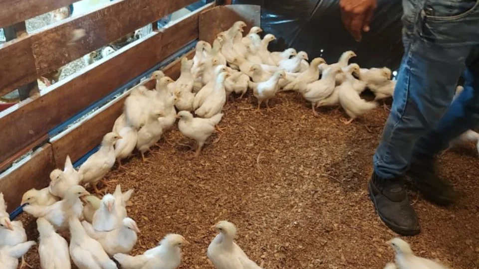 Vacinação de aves é realizada no interior do Amazonas