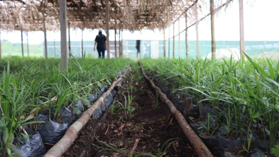 Projeto incentiva plantio de mudas em área devastada no Amazonas