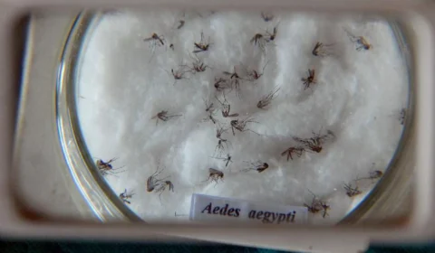 Nova vacina contra a dengue chega ao Brasil na próxima semana