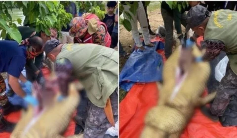 Restos mortais de homem desaparecido são recuperados de estômago de crocodilo