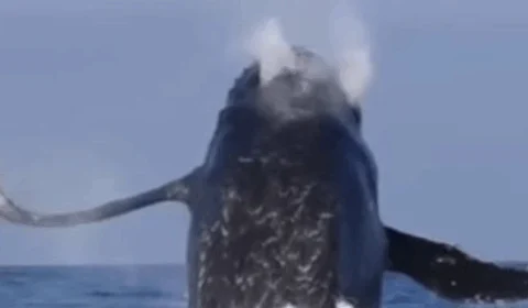 VEJA VÍDEO: Salto de baleia jubarte surpreende banhistas