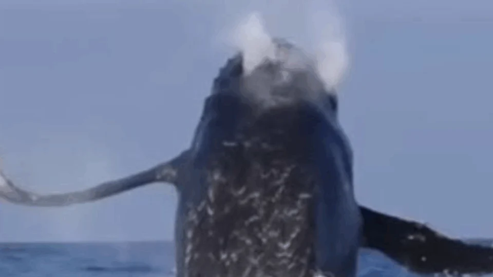 VEJA VÍDEO: Salto de baleia jubarte surpreende banhistas