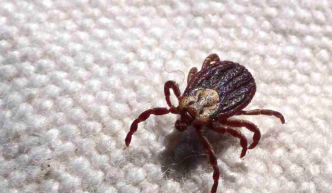 Febre maculosa: Infectologista orienta sobre os indícios da doença