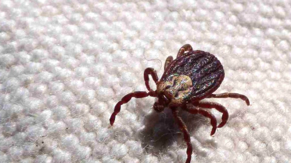 Febre maculosa: Infectologista orienta sobre os indícios da doença