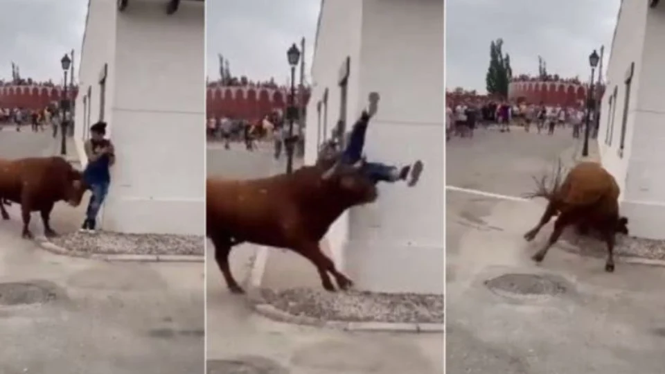 VEJA VÍDEO: touro enfurecido ataca mulher que estava distraída com o celular