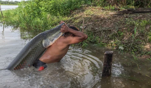 Teatro Amazonas recebe lançamento do filme ‘Pirarucu – o respiro da Amazônia’, neste domingo