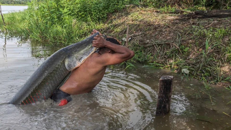 Teatro Amazonas recebe lançamento do filme ‘Pirarucu – o respiro da Amazônia’, neste domingo