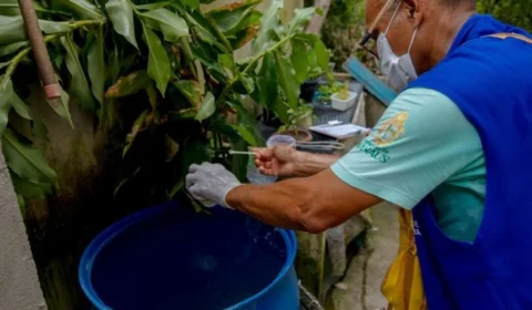 Notificações de zika vírus aumentam no país em relação a 2022