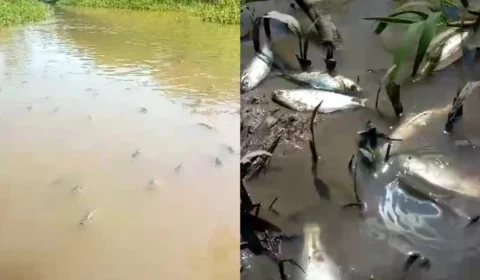 Centenas de peixes morrem após igarapé ser aterrado em Iranduba