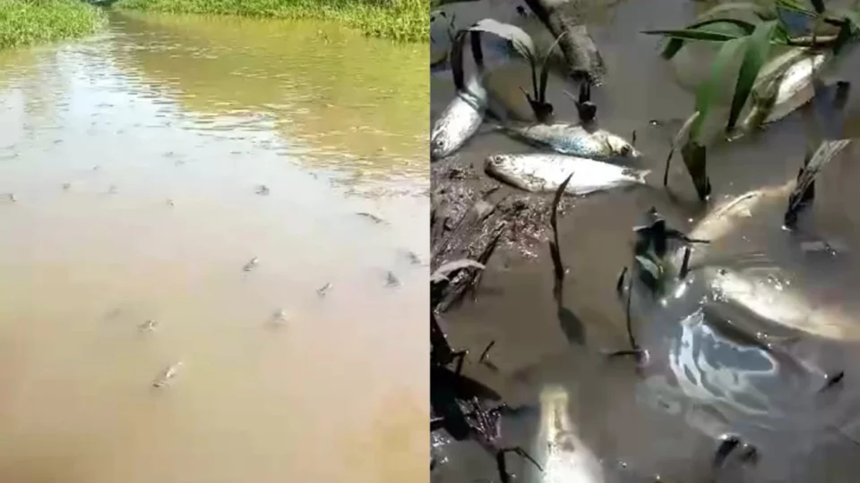Centenas de peixes morrem após igarapé ser aterrado em Iranduba