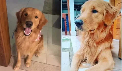 PM mata cachorro na frente de crianças no Espirito Santo