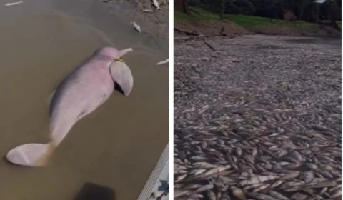 VEJA VÍDEO: seca no Amazonas já matou mais de 100 botos, aponta instituto