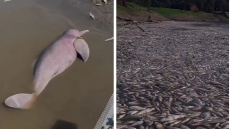 VEJA VÍDEO: seca no Amazonas já matou mais de 100 botos, aponta instituto