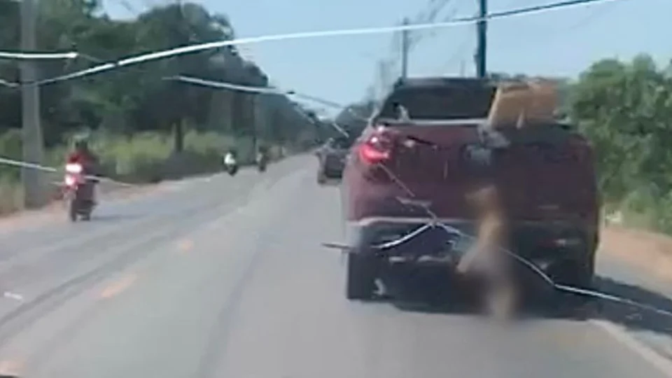 Cadela caramelo é morta após ser enforcada e arrastada por rua no Amazonas