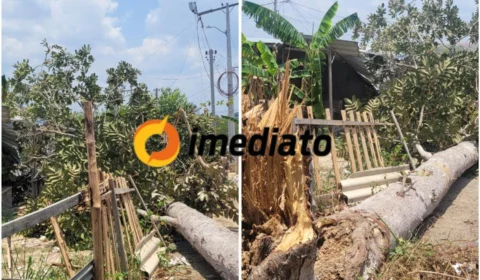 Árvore cai em cima de casa no bairro Colônia Antônio Aleixo