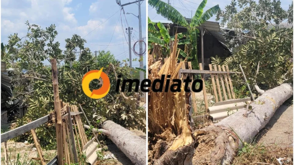 Árvore cai em cima de casa no bairro Colônia Antônio Aleixo