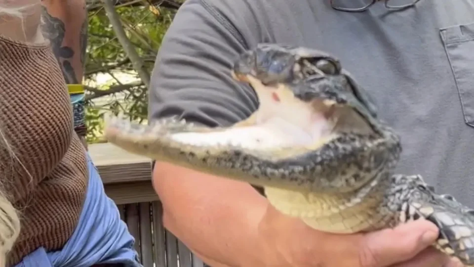 Vídeo: Jacaré sem maxilar é resgatado nos EUA