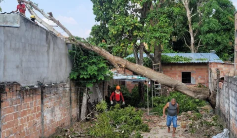 Árvore de grande porte desaba e destrói casa após temporal em Manaus