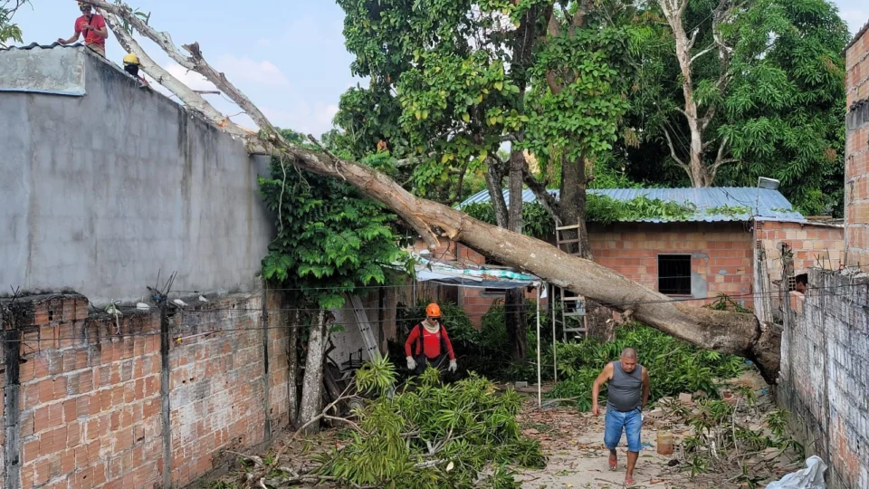 Árvore de grande porte desaba e destrói casa após temporal em Manaus