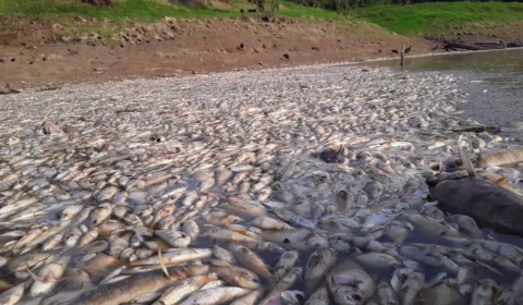 VEJA VÍDEO: vazante provoca morte de peixes em rios no Amazonas