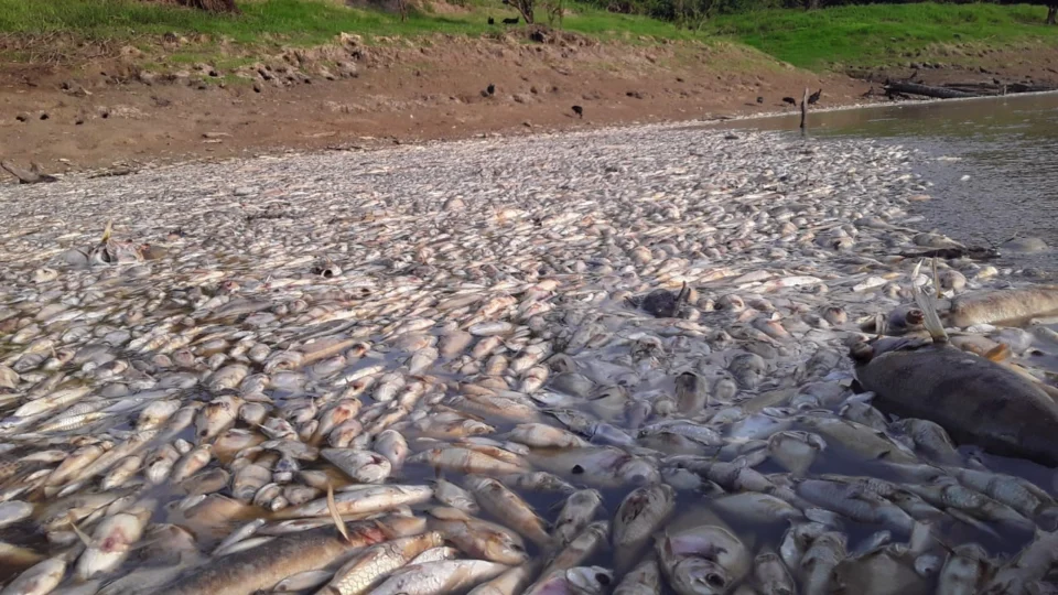 VEJA VÍDEO: vazante provoca morte de peixes em rios no Amazonas