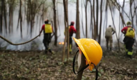 Incêndio de grandes dimensões devasta a floresta em Iranduba, Amazonas; Veja vídeo