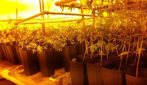 Casa de praia é usada como estufa de maconha em Sc; Veja vídeo