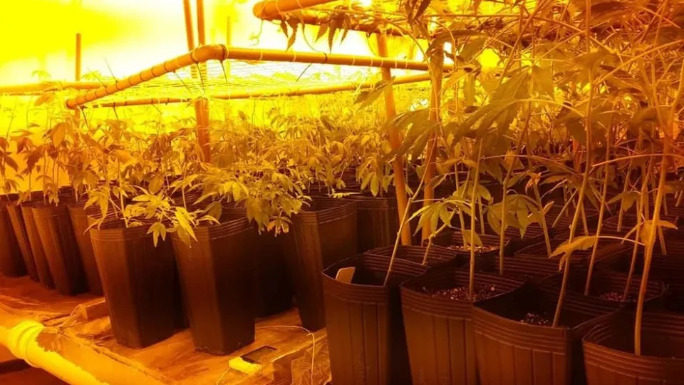 Casa de praia é usada como estufa de maconha em Sc; Veja vídeo