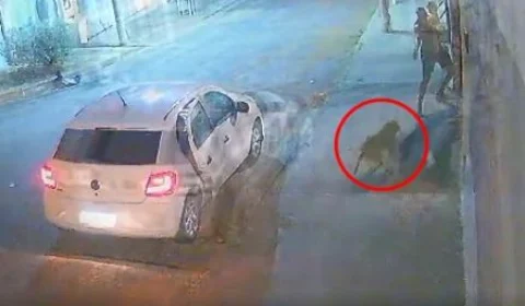 VEJA VÍDEO: Com filha no colo, PM atira e mata pitbull que fugiu do vizinho