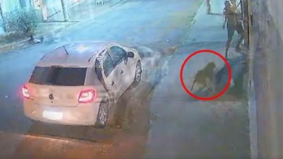 VEJA VÍDEO: Com filha no colo, PM atira e mata pitbull que fugiu do vizinho