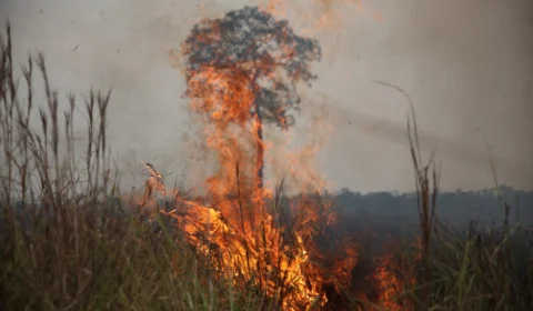 64 pessoas são presas por incêndios florestais e invasões de terra em Manaus
