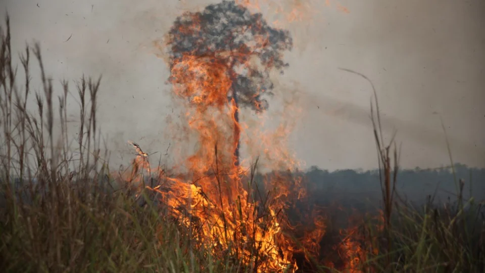 64 pessoas são presas por incêndios florestais e invasões de terra em Manaus