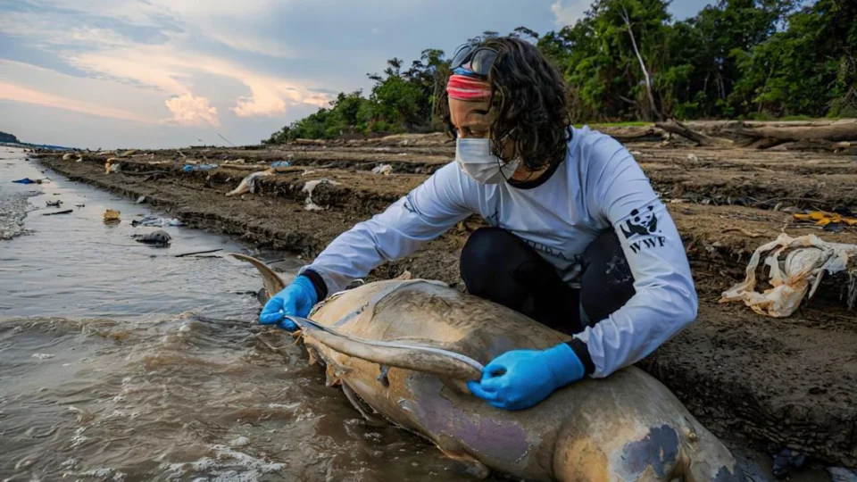 Mais duas carcaças de botos são encontradas no Lago Tefé, no Amazonas