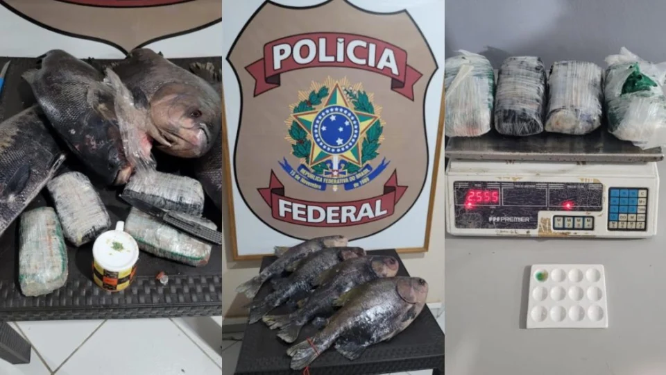 Polícia Federal encontra tambaqui recheado de cocaína no Amazonas; Veja vídeo