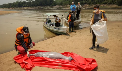 Botos: para evitar mortes, trechos quentes do Lago Tefé serão isolados